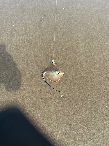 アカエイの釣果