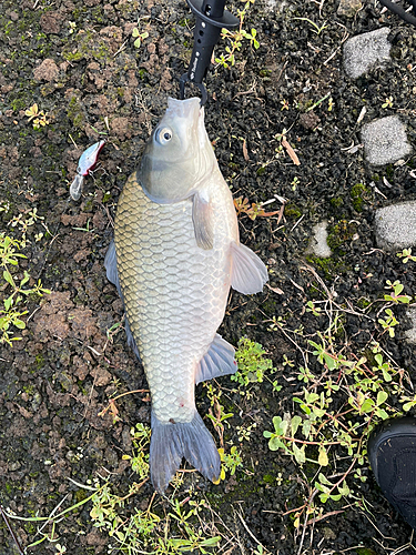 フナの釣果