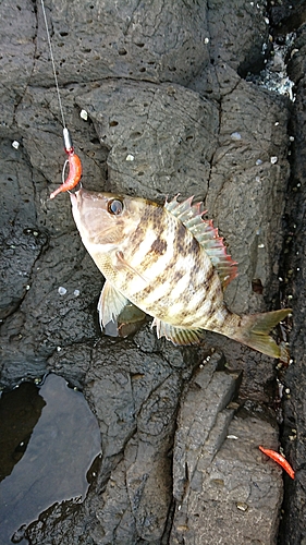 フエフキダイの釣果