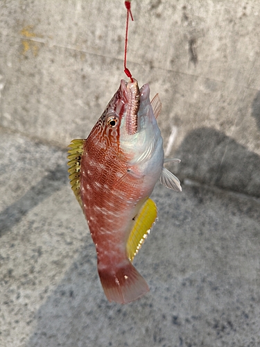 ホシササノハベラの釣果