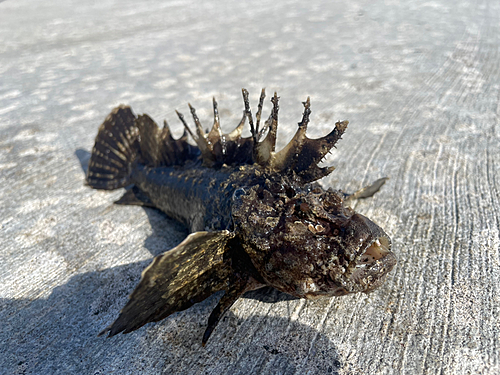 オニオコゼの釣果