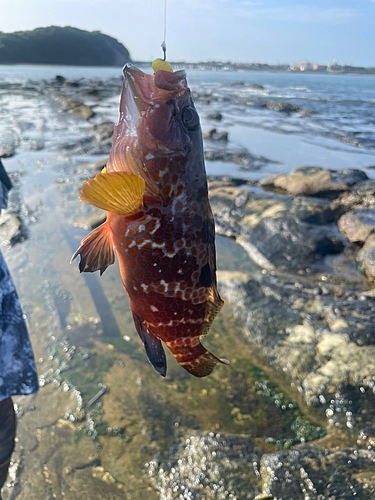 アコウの釣果