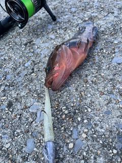 キジハタの釣果