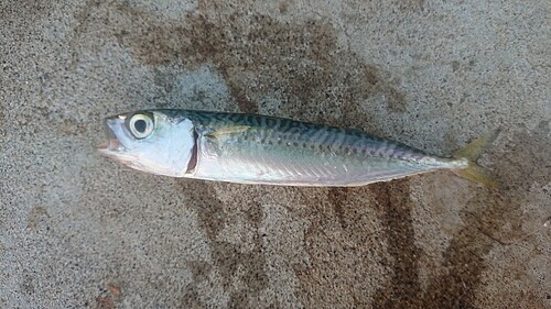 マサバの釣果