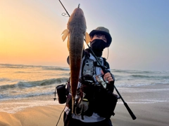 マゴチの釣果