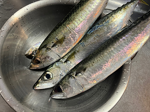 マサバの釣果