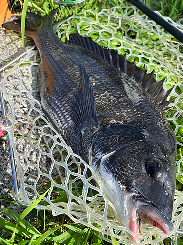 チヌの釣果