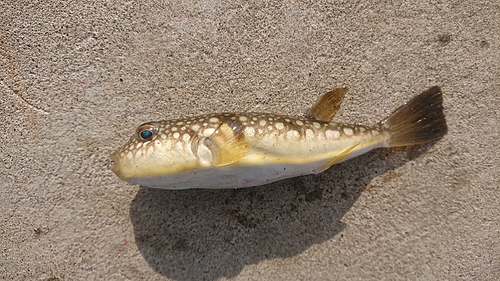 コモンフグの釣果