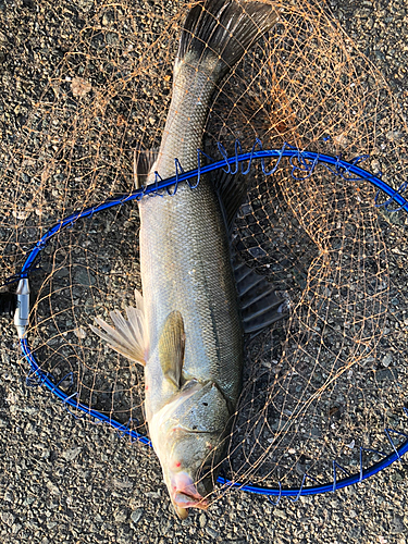 フッコ（マルスズキ）の釣果