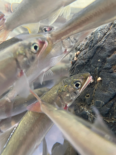 コアユの釣果