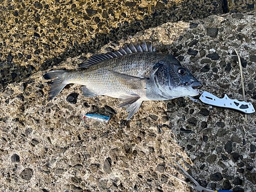 チヌの釣果