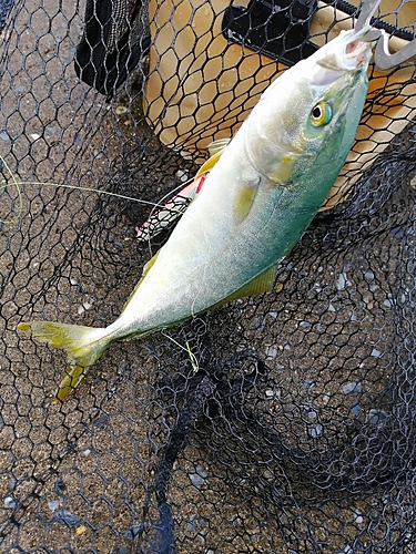 ワカシの釣果