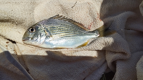 ヘダイの釣果