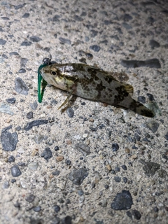 タケノコメバルの釣果