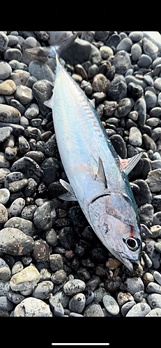 ソウダガツオの釣果