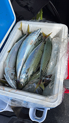 サバの釣果