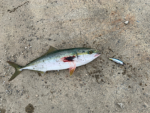 イナダの釣果