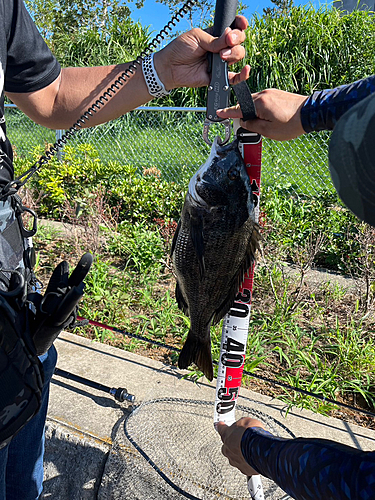 クロダイの釣果