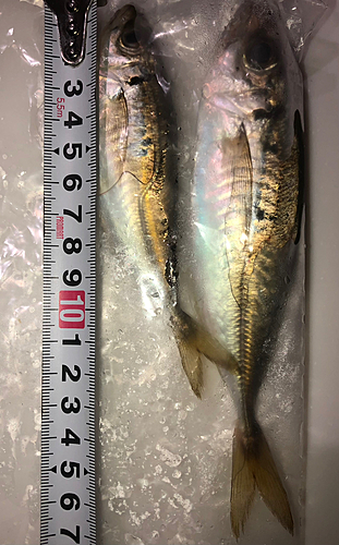 アジの釣果