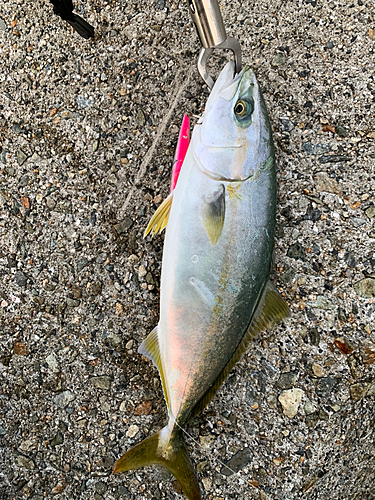 ツバスの釣果