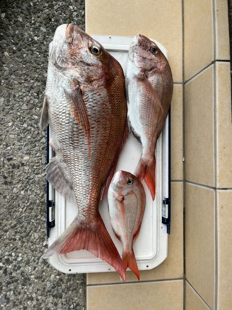 アングラーキラボシさんの釣果 3枚目の画像