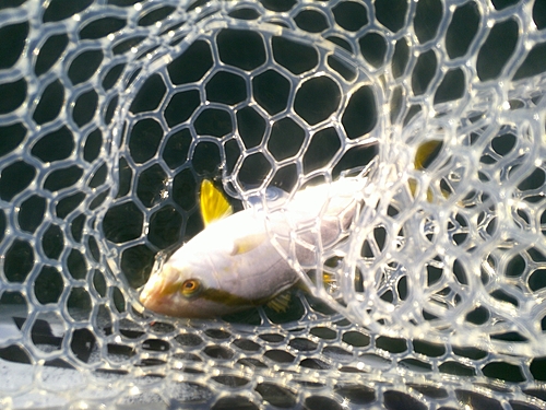 カンパチの釣果