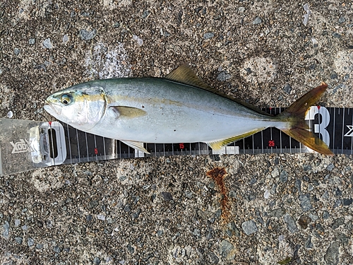 ツバスの釣果