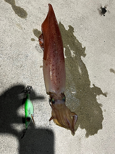 ケンサキイカの釣果