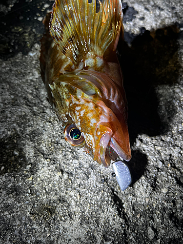 カサゴの釣果