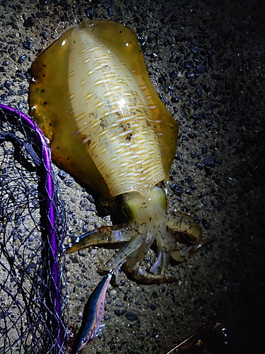 アオリイカの釣果