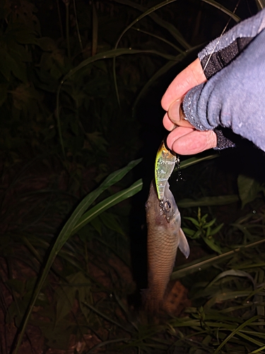 ニゴイの釣果