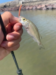 セイゴ（マルスズキ）の釣果