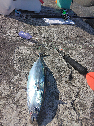 ソウダガツオの釣果