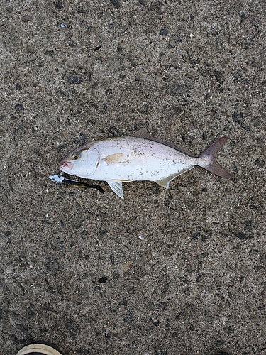 ショゴの釣果