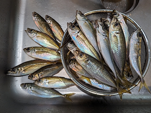 アジの釣果