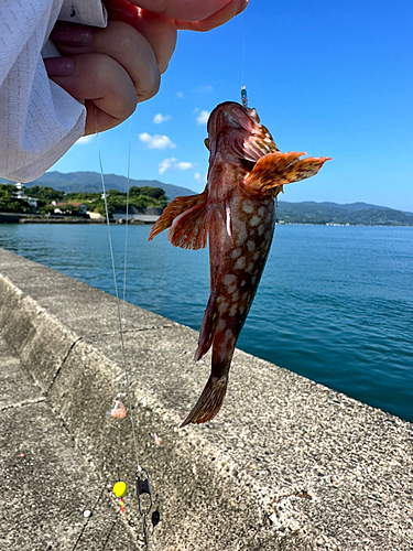 カサゴの釣果