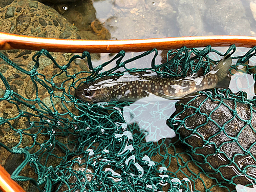 イワナの釣果