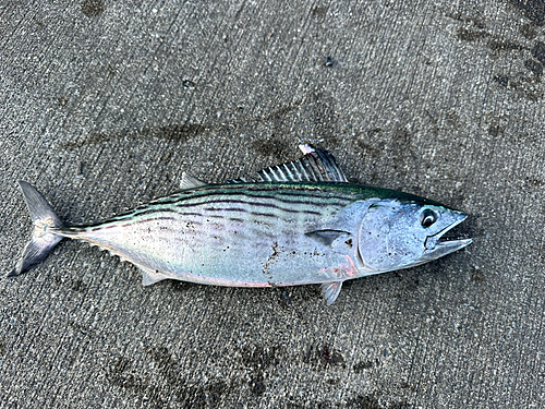 カツオの釣果