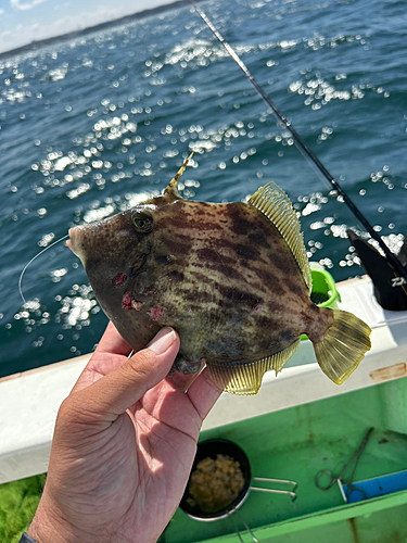 カワハギの釣果