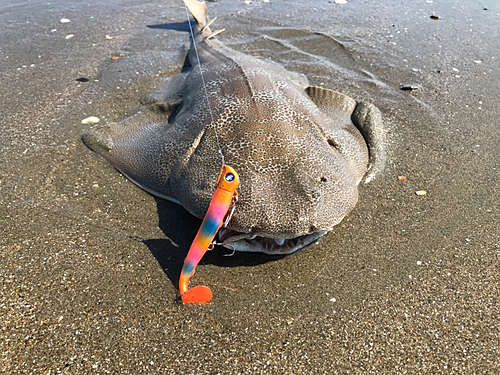 カスザメの釣果