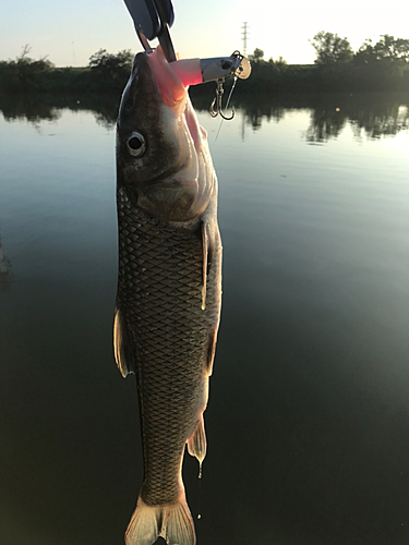 ニゴイの釣果