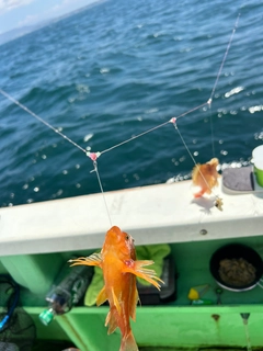 オキゴンベの釣果