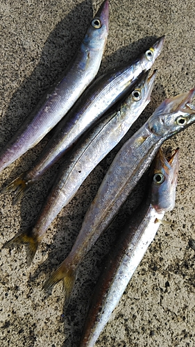 カマスの釣果