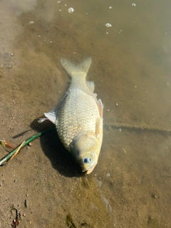 フナの釣果