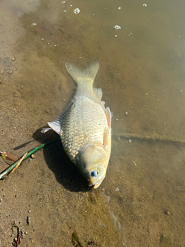 フナの釣果