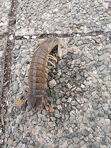 シャコの釣果