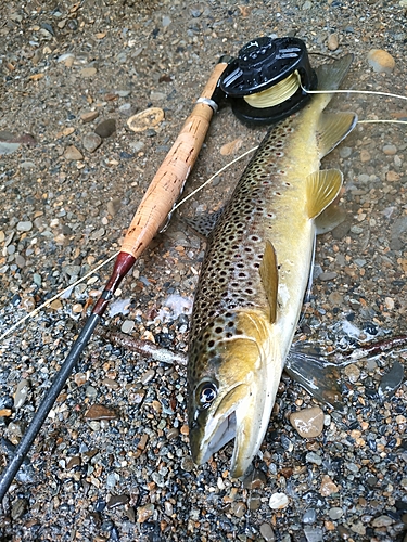 ブラウントラウトの釣果