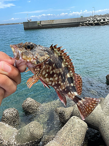 ガシラの釣果