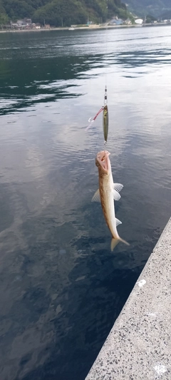 エソの釣果