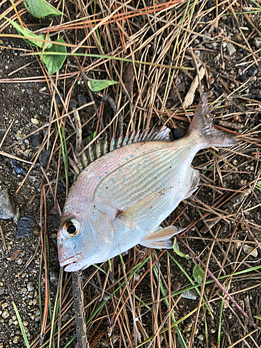 タイの釣果